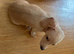 1 female cream smooth dachshund for sale