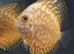 Discus -various types and sizes from &pound;30