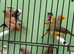 Mixed bengalese finches
