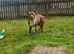 American bulldog cross