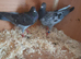 Pair of raceing pigeons