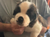 Saint Bernard