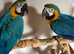 Beautiful male and female blue and gold Macaws 5 & 6 years old