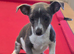 Jack Russell puppies