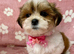 ADORABLE MALSHI PUPPIES READY NOW