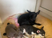 Exquisite chihuahua girl puppies