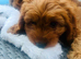 3 little CAVAPOOS LEFT