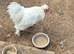 Male Silkie