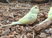 Young Budgies Unsexed