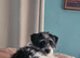 Beautiful jackapoo puppy