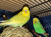 Baby budgies