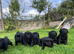 Beautiful Black Labrador Puppies