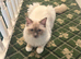RAGDOLL MALE