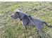 Male Blue Staffy