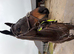 BEN &ndash; 16.2hh | 8yo | FUN & FORWARD