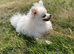 Stunning little Pomeranian KC white boy