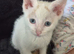 Boy kittens for sale