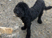 2 Hypoallergenic Cavapoo Boys