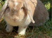 tan and grey bunny