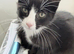 I have 4 beautiful kittens mum is a Calico and dad is a Maine coon