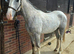 Lovely Irish Draught x Sports Horse Filly