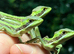 Casque head iguanas cb26 Babies WOW!