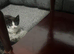 Kitten ready to leave