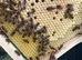 9 Frames Langstroth Nuc - Buckfast 2026 Mated Colonies.