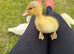 Duckling of different ages available