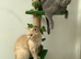 Beautiful Blue Scottish Fold Girl - 20 Months - Neutered