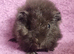 BEAUTIFUL MALE GUINEA PIGS