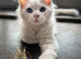 Ready Now TICA Pedigree Blue Eyed Mainecoon Kitten