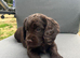 Chocolate male cocker spaniel