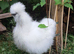 Bantam chickens/ hens