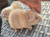 Baby Teddy Boars
