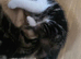 3 kittens