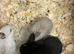 Young mini lops ready to reserve