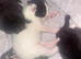 Beautiful kittens looking for a forever home