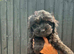 Gorgeous Cockapoo Puppies