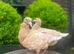 Mullenium pigeon