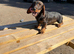 1 male teckel puppy for sale 14 weeks old
