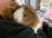 Bonded pair of male guinea pigs