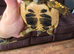 2yr old hermann tortoise