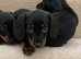 Miniature dachshund puppies