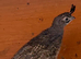 California quail pair