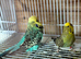 budgies