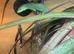 Green keeled bellied lizard pair 2023