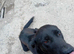 Labrador cross collie