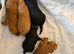 Beautiful litter of f1b cockapoos