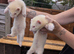 Ferrets for sale